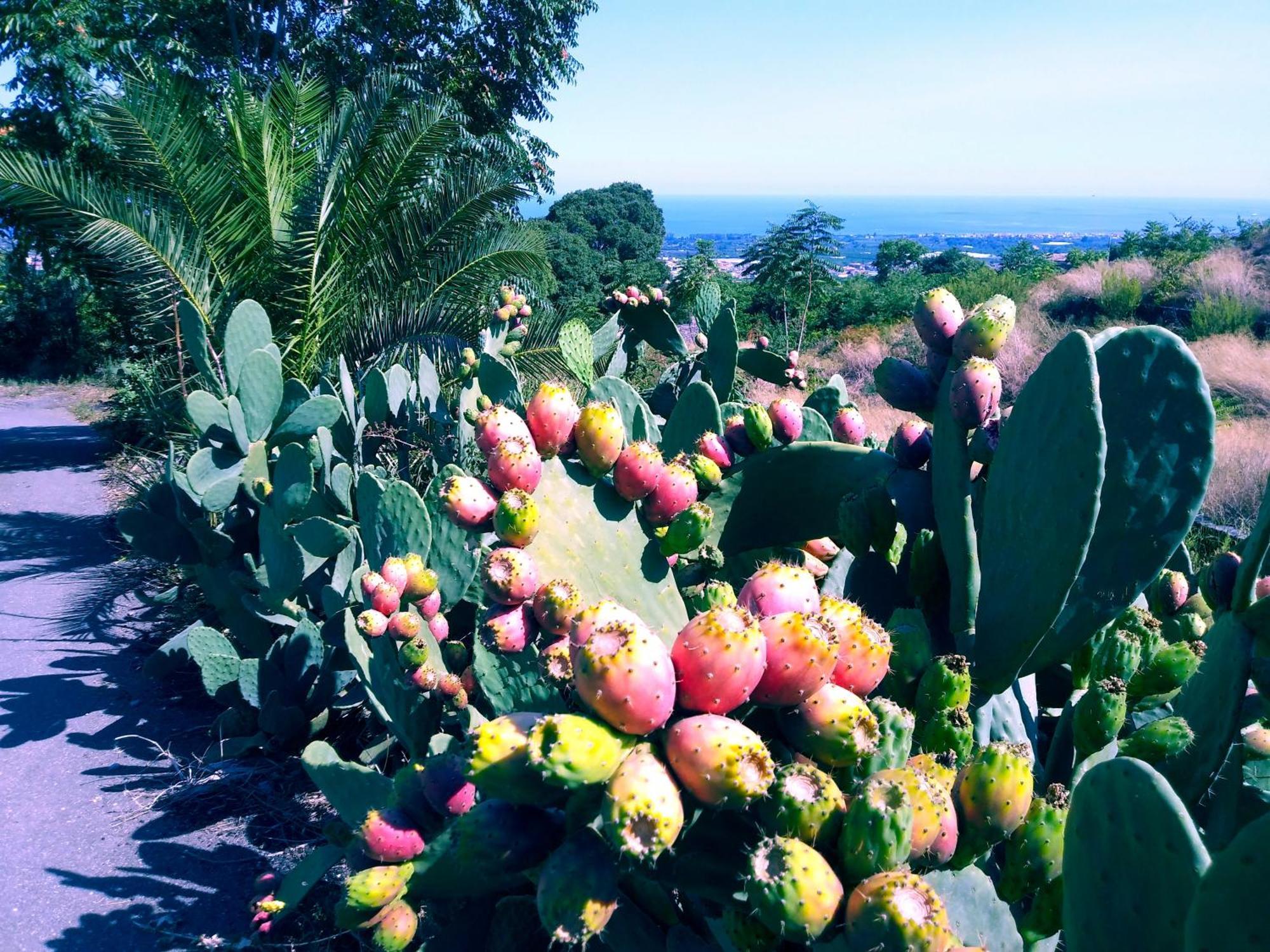 Casa Piedimonte Mare Etna Villa Fiumefreddo di Sicilia Luaran gambar